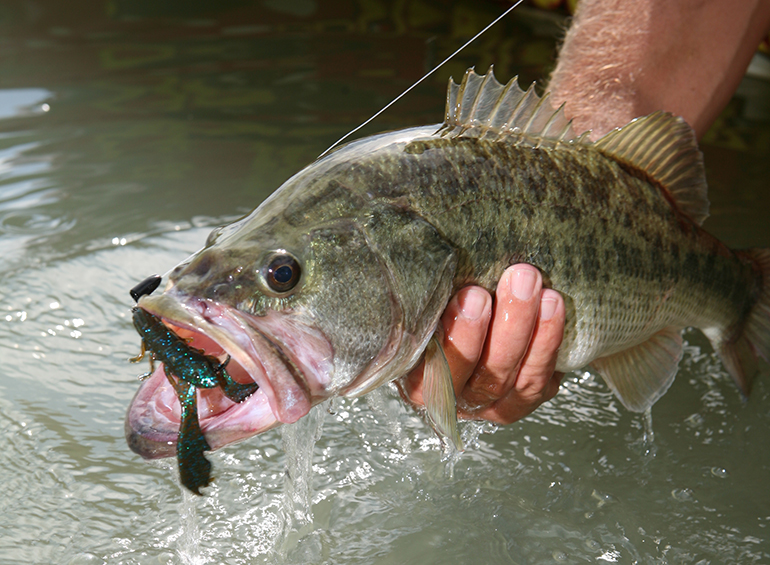 bass pro fly fishing hooks Fly Tying Hooks